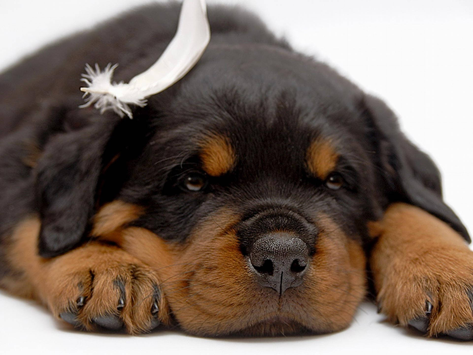 羅威那犬 桌布 壁紙 — 一隻睡眼惺忪的羅威納幼犬，頭上有根白色羽毛，在純白背景上平靜地休息。