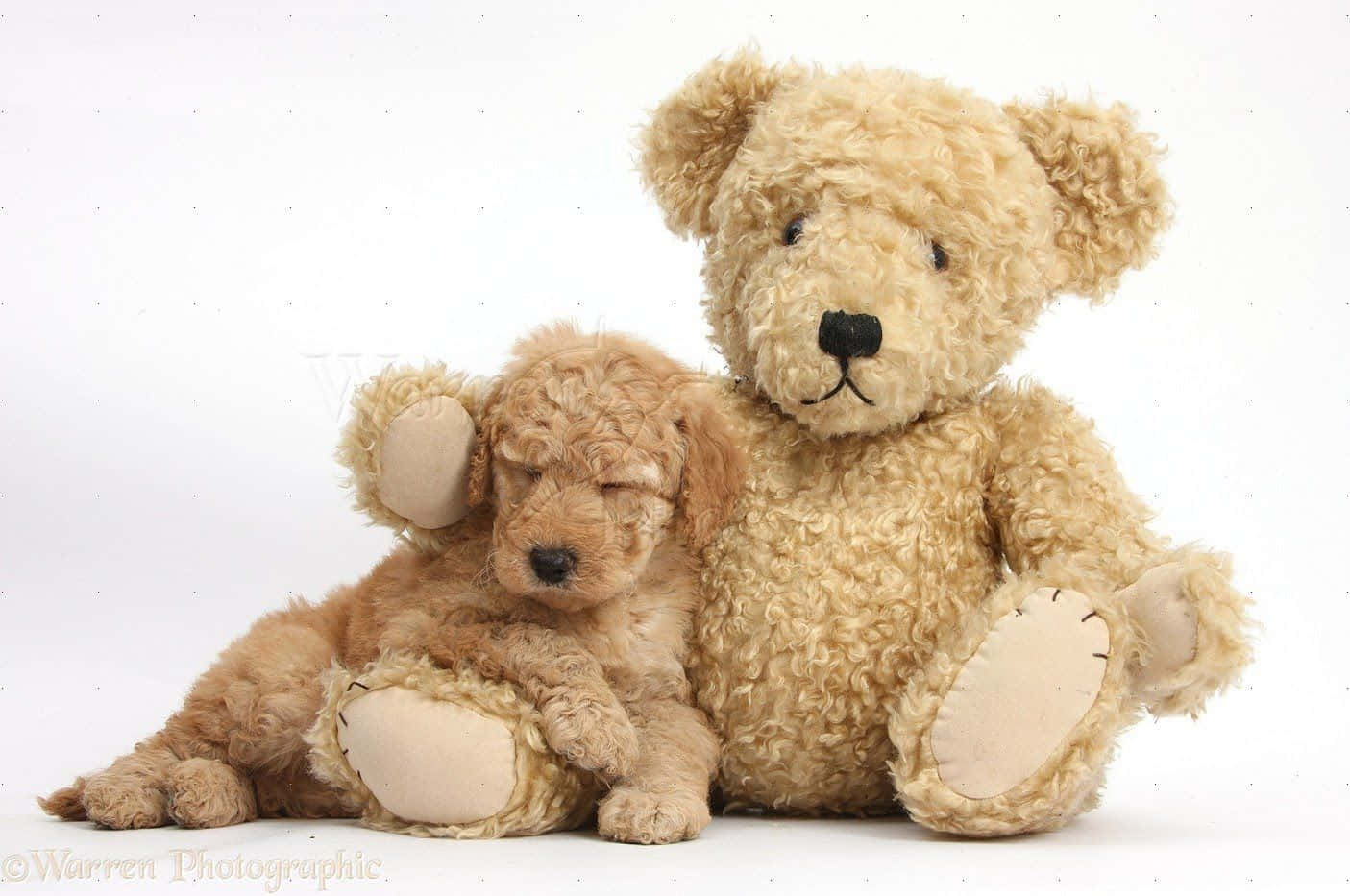 Teddy Bear 桌布 壁紙 — 一隻睡眼惺忪的金色小狗蜷縮著睡在一隻大型毛絨泰迪熊旁邊，背景是純白色。