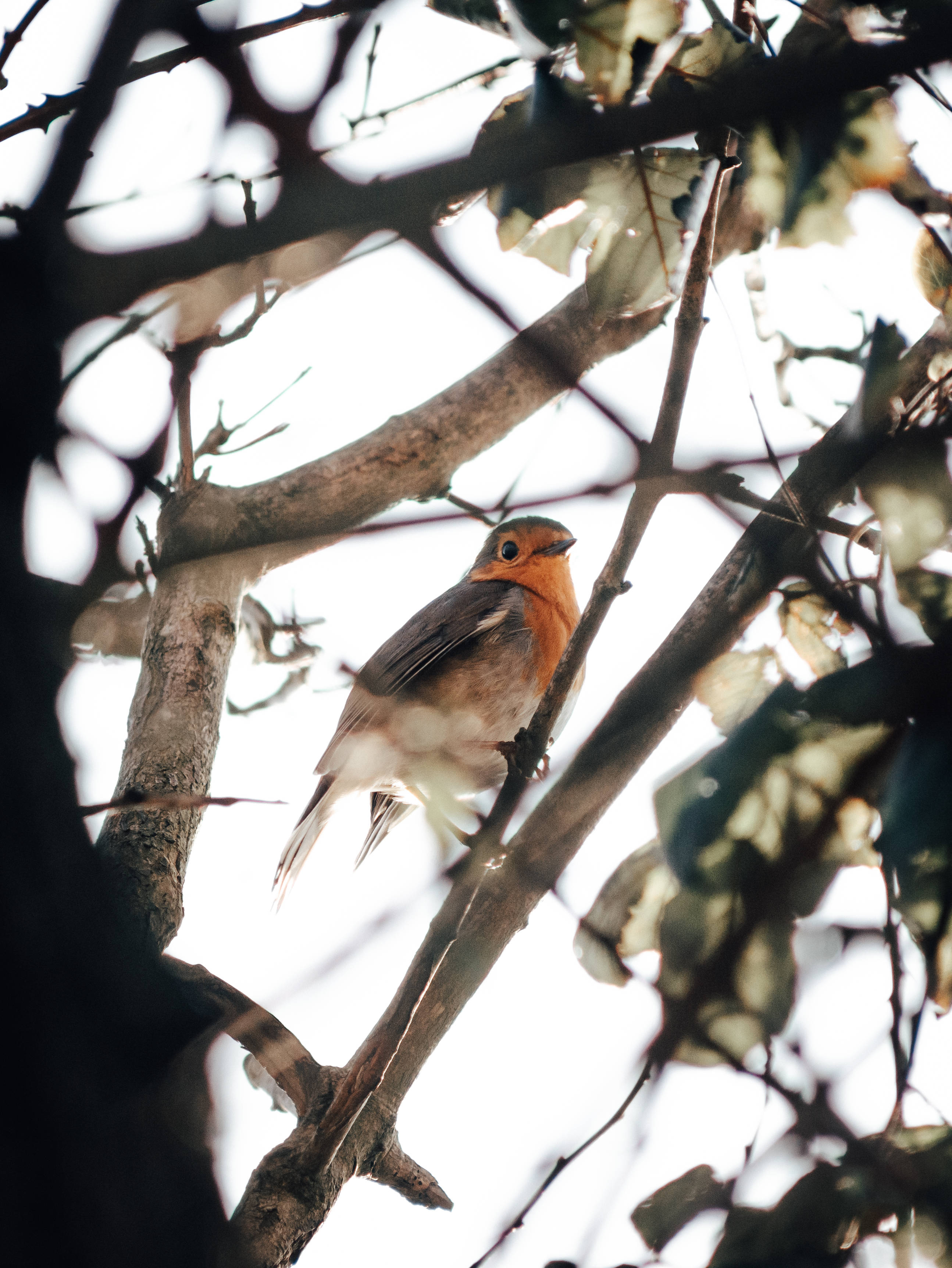 birds 桌布 壁紙 — 一隻知更鳥棲息在陽光照耀的樹枝上，被深色的小枝和模糊的樹葉框住，背景是明亮的天空。