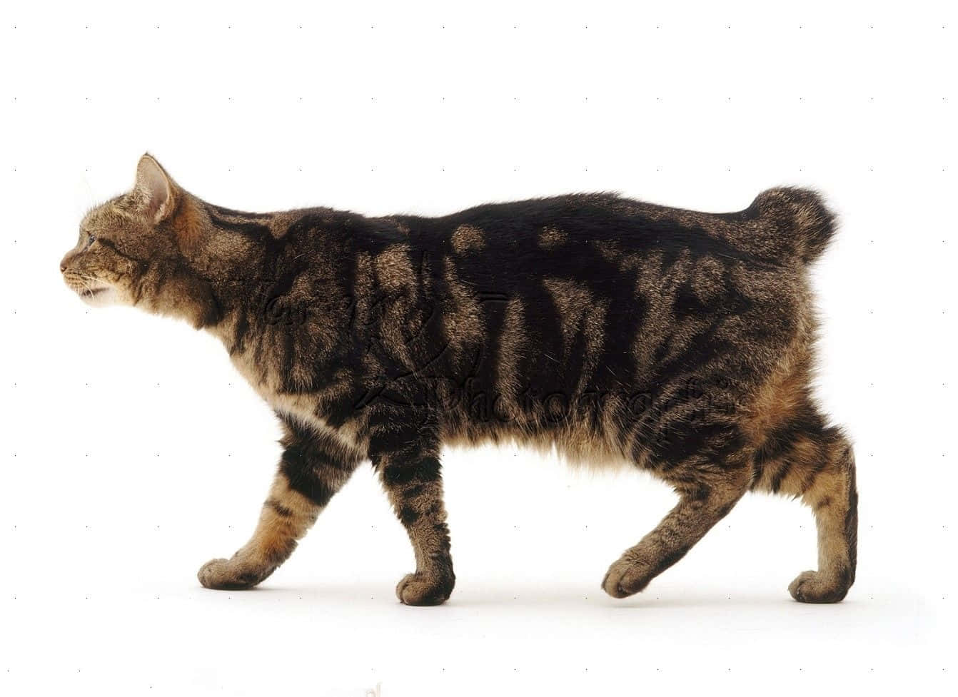 Manx Cat 桌布 壁紙 — 一隻短尾虎斑貓在純白色背景上側面行走。