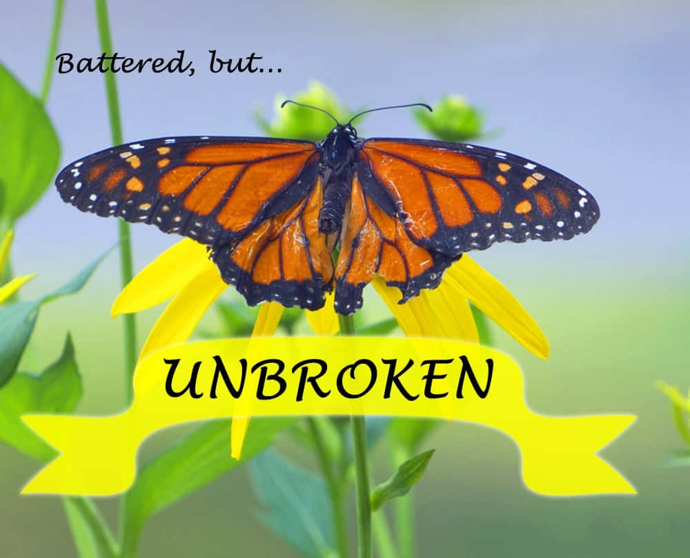 Butterfly Quotes 桌布 壁紙 — 一隻破損的帝王蝶棲息在一朵黃花上，下方有一個粗體的「UNBROKEN」橫幅。