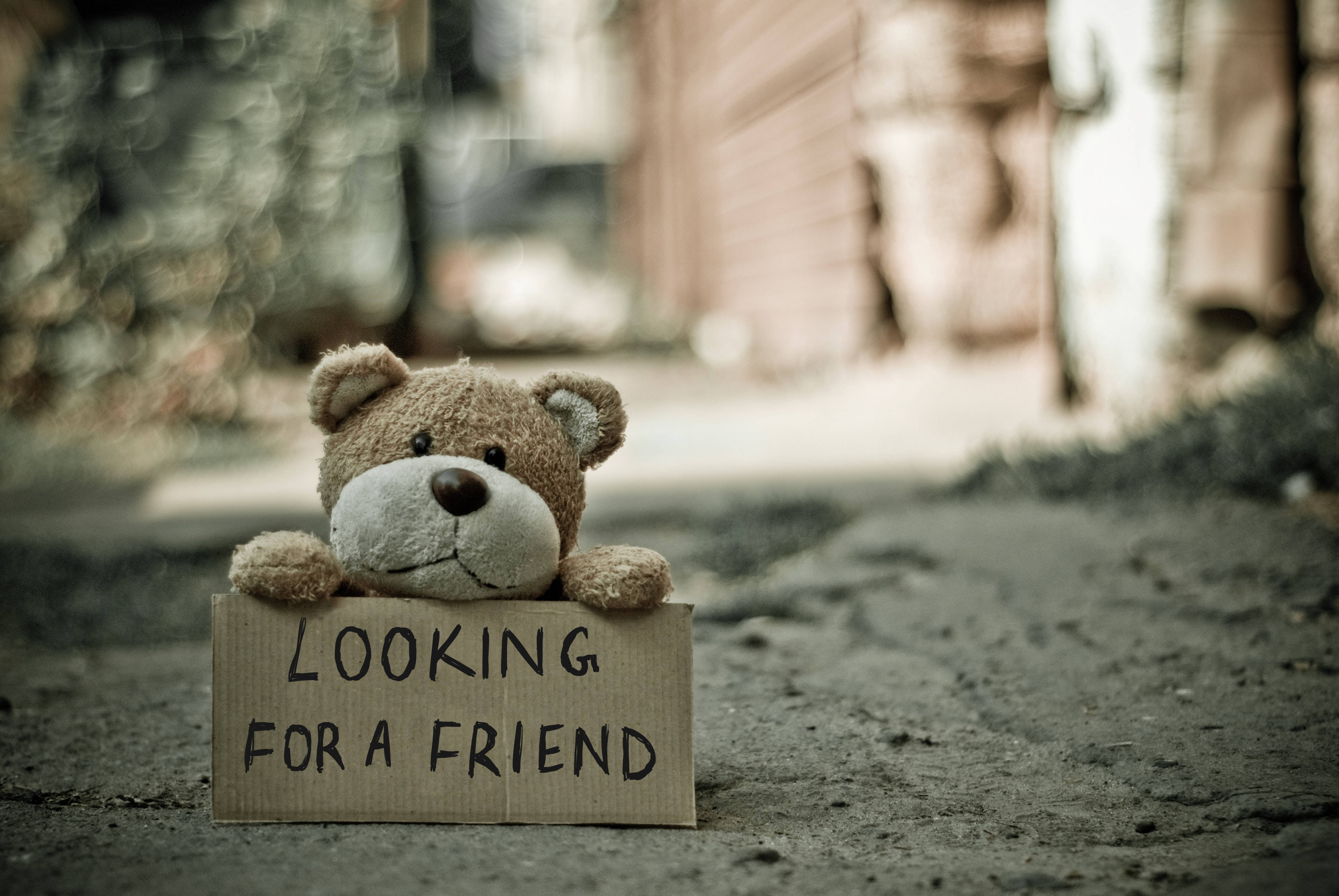 Alone 桌布 壁紙 — 一隻破舊的泰迪熊在粗糙的人行道上，從一塊寫著「LOOKING FOR A FRIEND」的紙板標誌後面探出頭來。