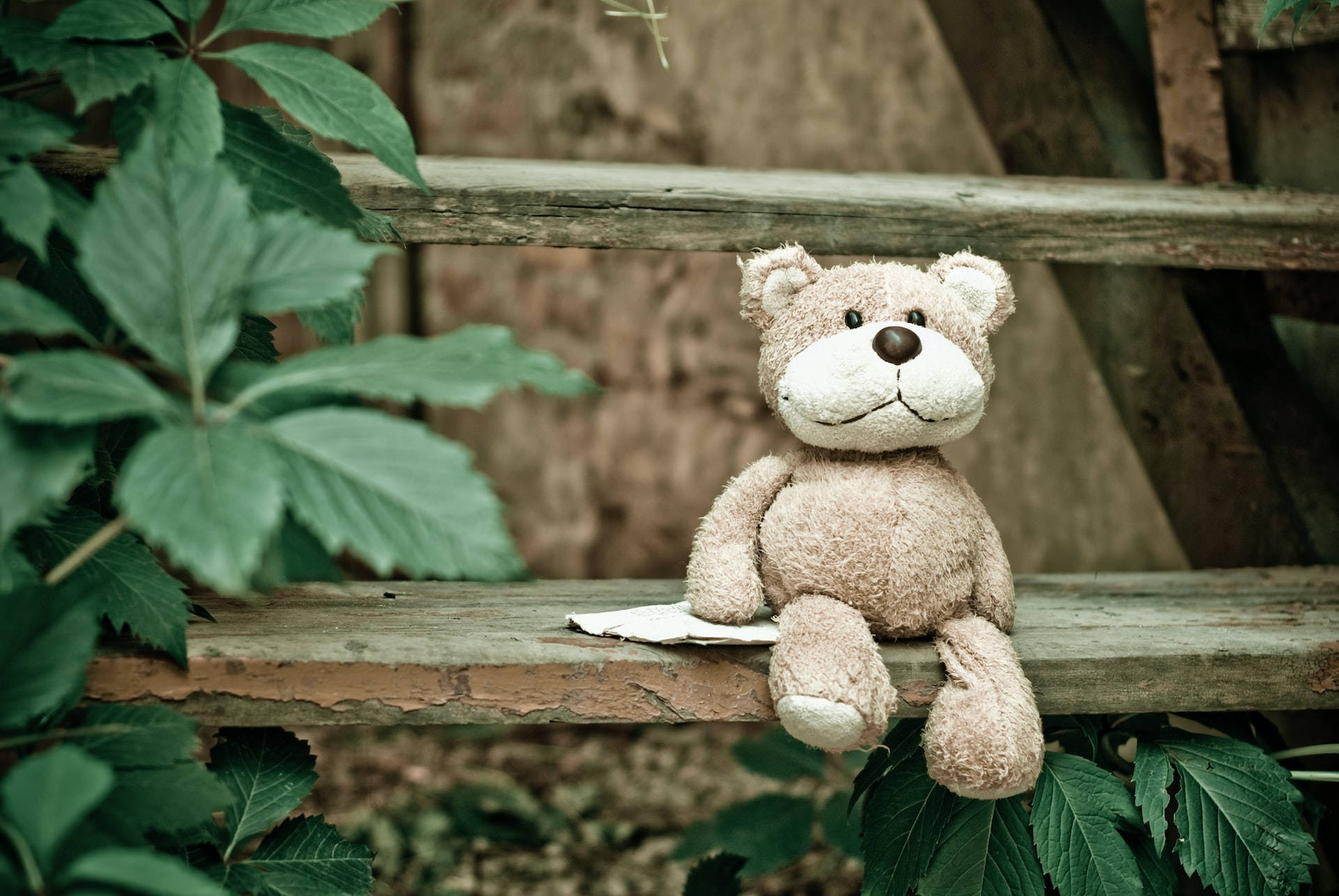 Teddy Bear 桌布 壁紙 — 一隻破舊的泰迪熊獨自坐在一張風化的木長椅上，周圍是茂密的綠色樹葉。
