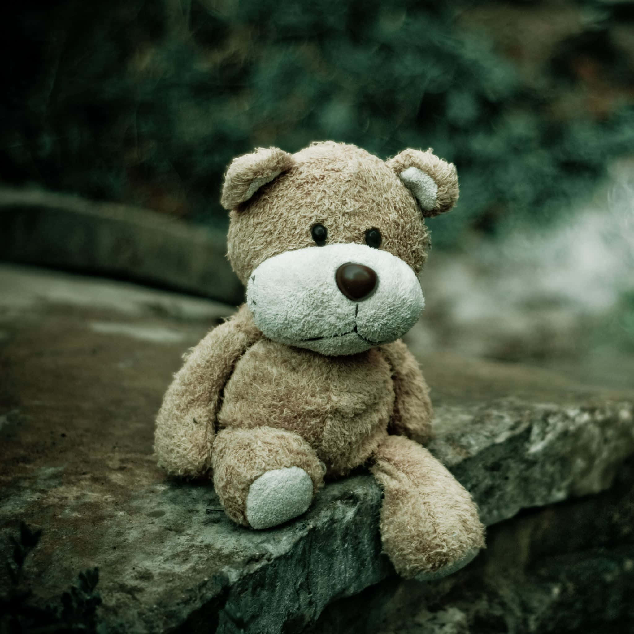 Teddy Bear 桌布 壁紙 — 一隻磨損的棕色泰迪熊，白色爪子，獨自坐在昏暗花園中長滿苔蘚的石牆上。