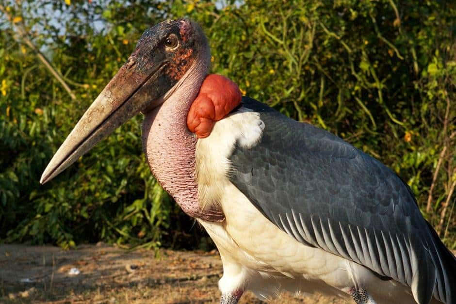 Ugly Animals 桌布 壁紙 — 一隻禿鸛在自然光下站立，其獨特的紅色喉囊和長喙以綠色樹葉為背景。