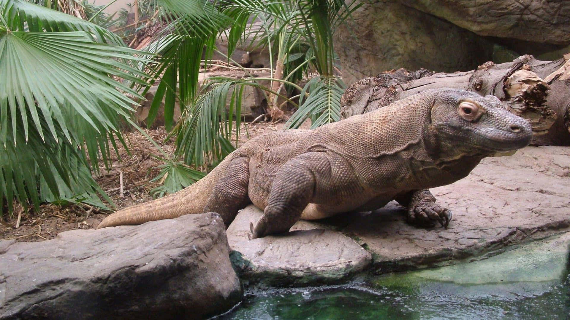 Komodo Dragon 桌布 壁紙 — 一隻科摩多龍在清澈的水邊岩石上休息，周圍環繞著茂密的綠色棕櫚葉和樹幹。