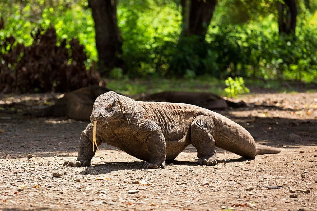 Komodo Dragon 桌布 壁紙 — 一隻科摩多龍在陽光普照的泥土上漫步，四周是翠綠茂密的森林，光影斑駁。