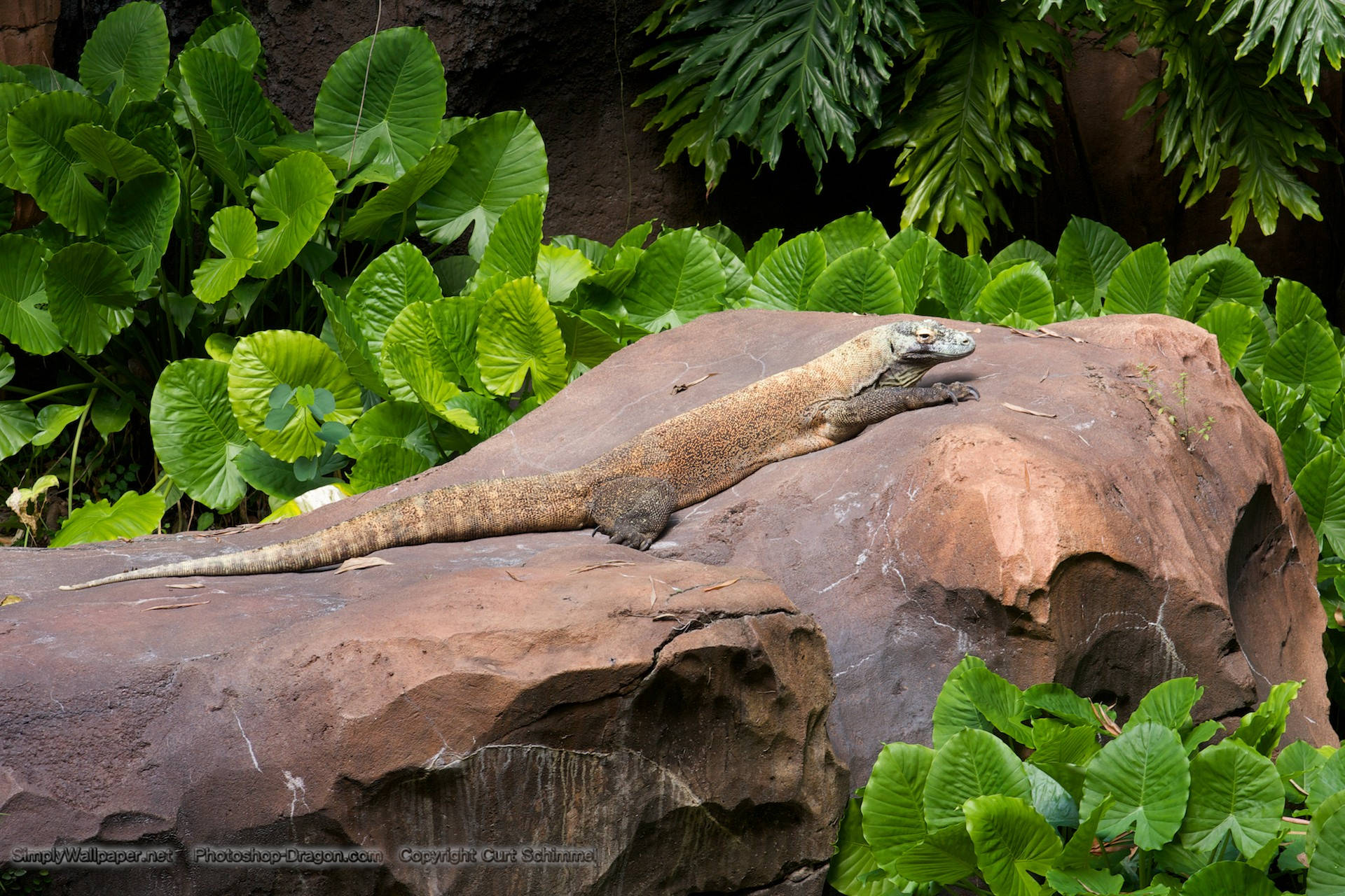 reptile 桌布 壁紙 — 一隻科摩多龍在陽光溫暖的微紅色岩石上休息，周圍環繞著茂密的綠色熱帶植物。