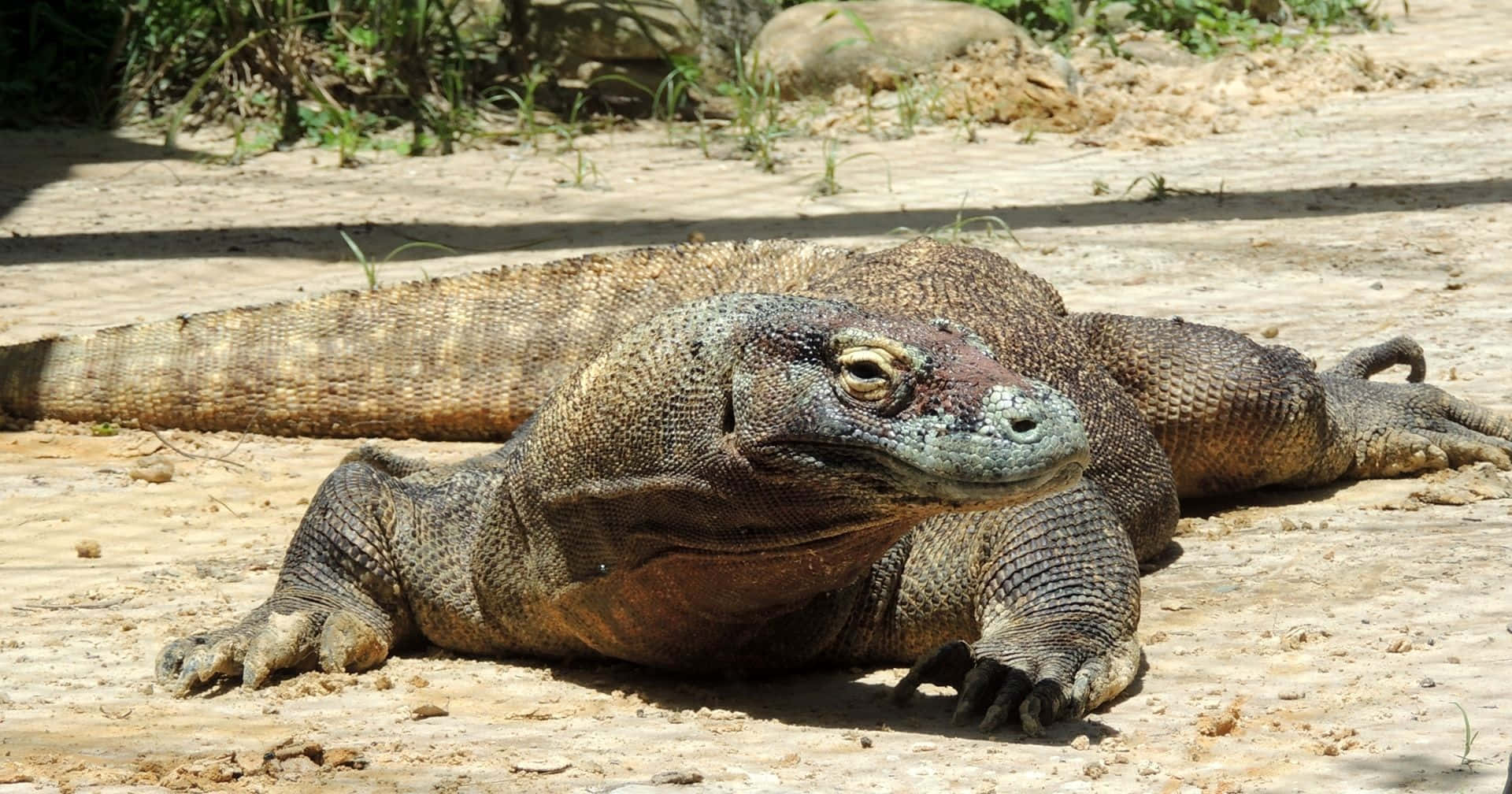 Komodo Dragon 桌布 壁紙 — 一隻科摩多龍在陽光照耀的沙地上休息，背景有稀疏的綠色植物。