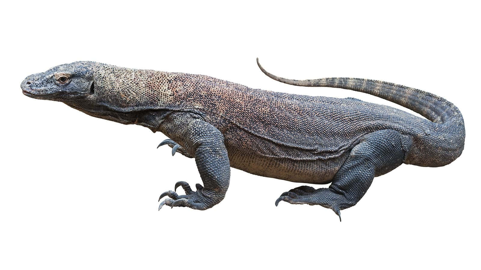 Komodo Dragon 桌布 壁紙 — 一隻科莫多龍，帶有紋理的灰褐色鱗片和鋒利的爪子，在純白色背景上蓄勢待發。