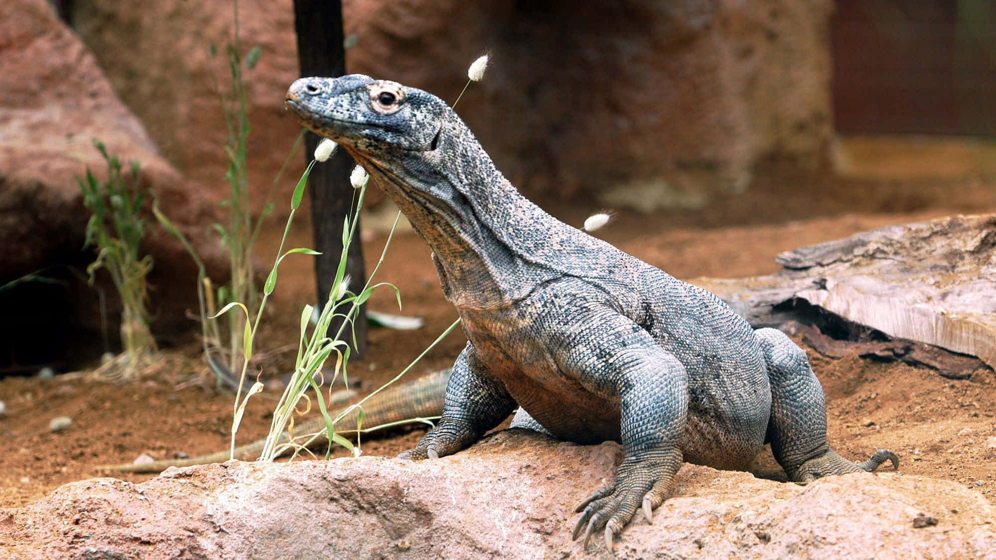 Komodo Dragon 桌布 壁紙 — 一隻科莫多龍在自然風格的圍欄中，在紅色的岩石上休息，周圍有稀疏的綠色植物和白色花朵。