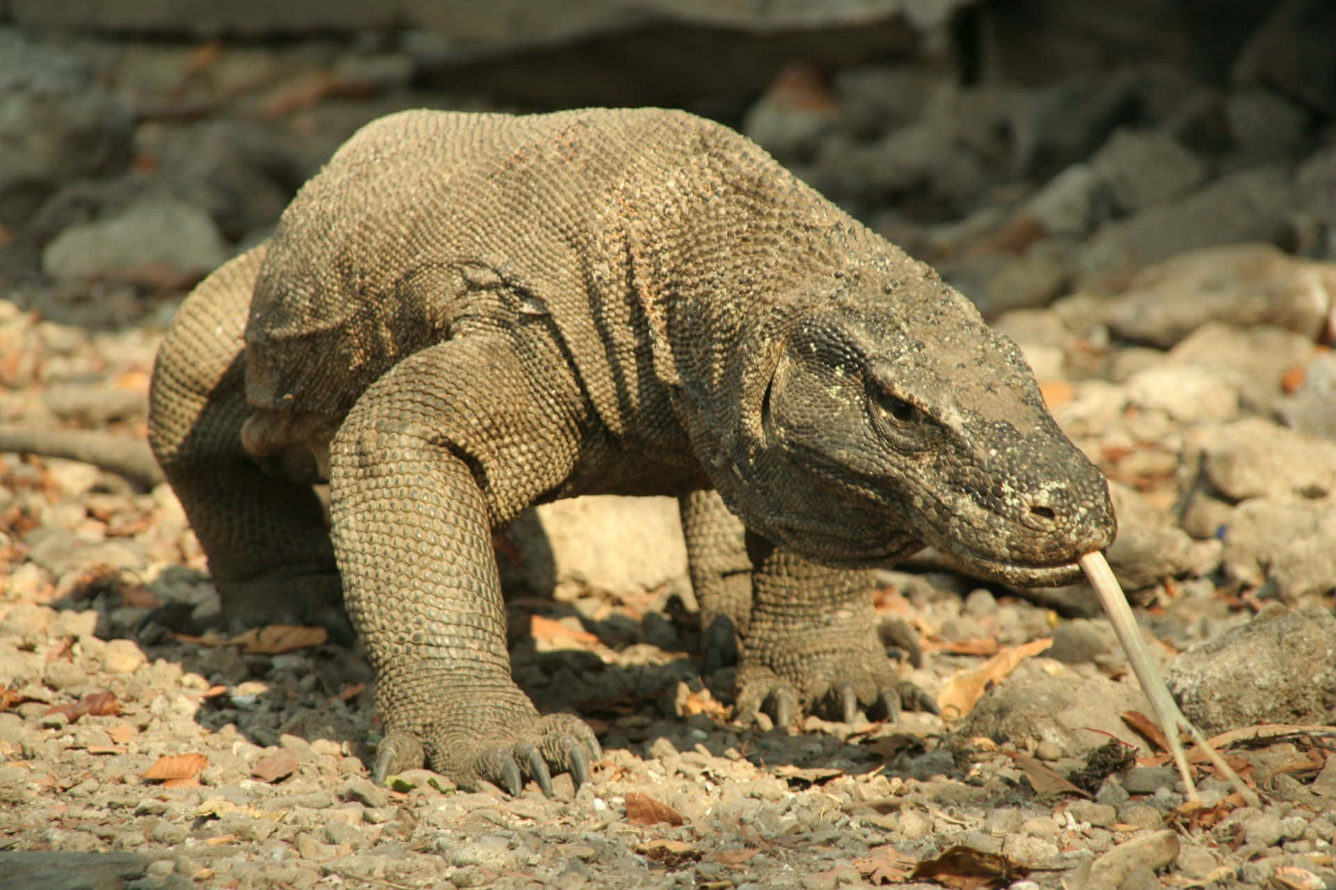 Komodo Dragon 桌布 壁紙 — 一隻科莫多龍在陽光照耀的碎石上徘徊，分叉的舌頭伸出，背景是岩石。