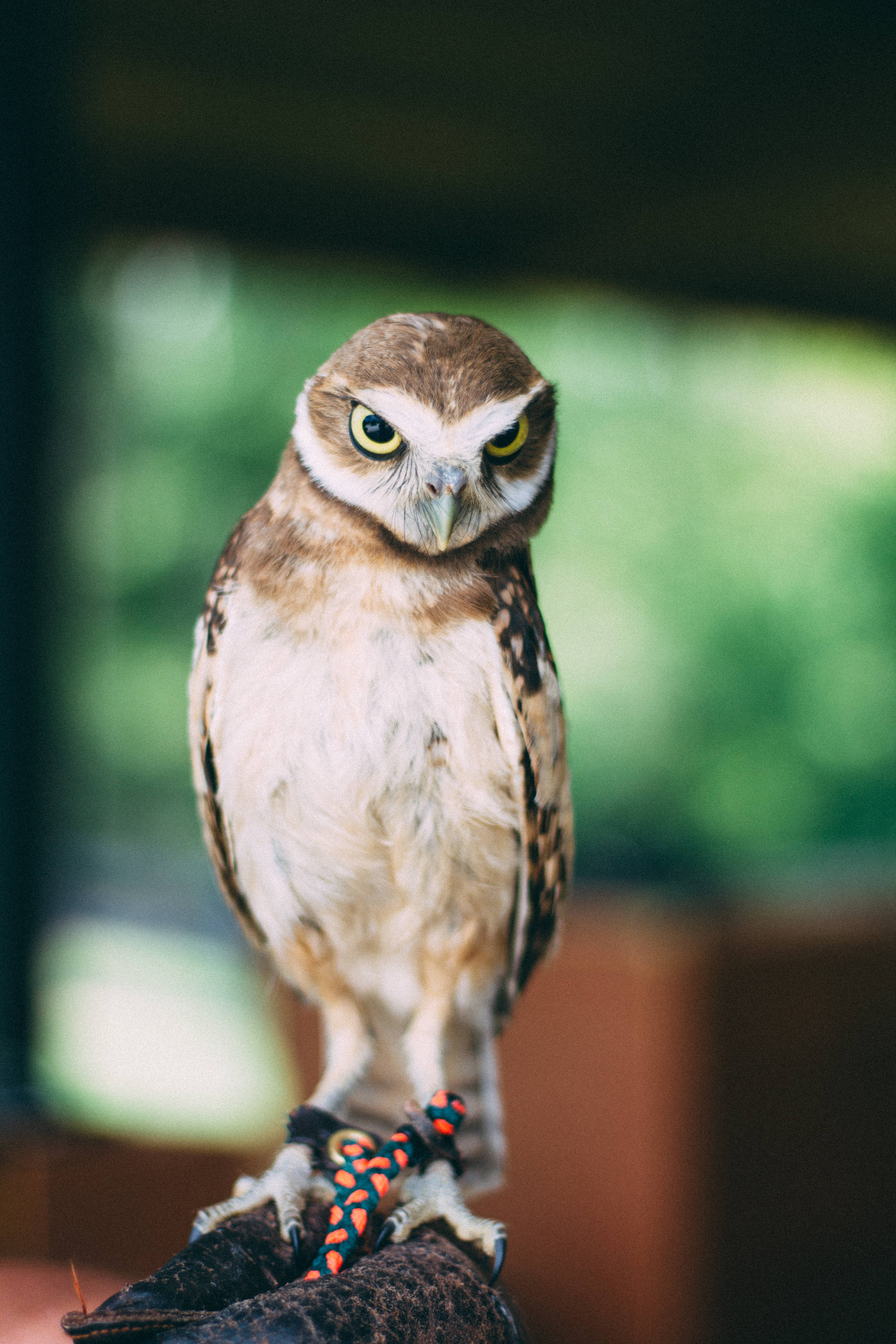 birds 桌布 壁紙 — 一隻穴鴞棲息在戴手套的手上，特寫鏡頭，黃色眼睛銳利，羽毛柔軟棕色。