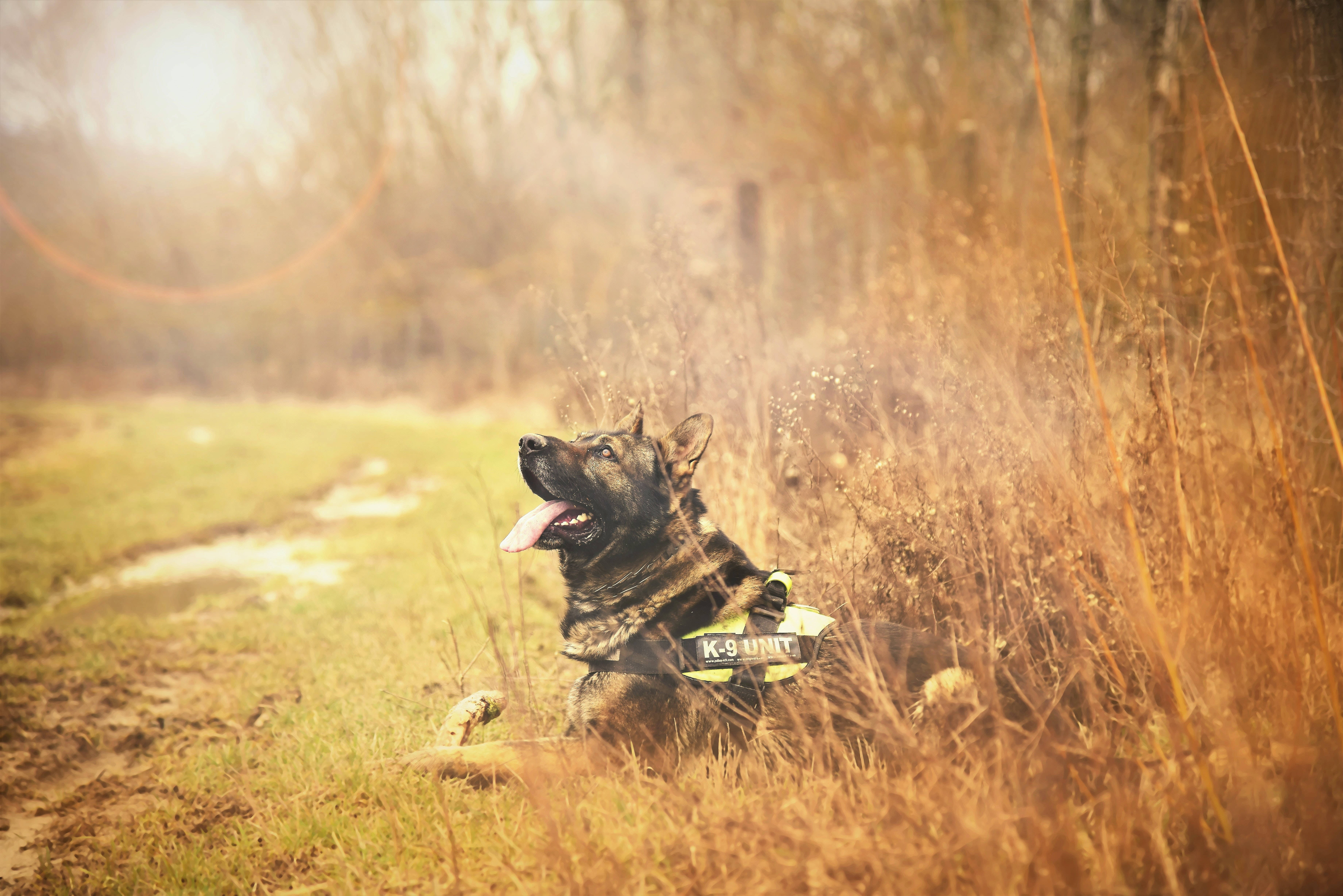 German Shepherd 桌布 壁紙 — 一隻穿著K9背心的德國牧羊犬警犬，在溫暖陽光沐浴下，沿著泥濘的森林小徑，在高高的金色草叢中警覺地休息。