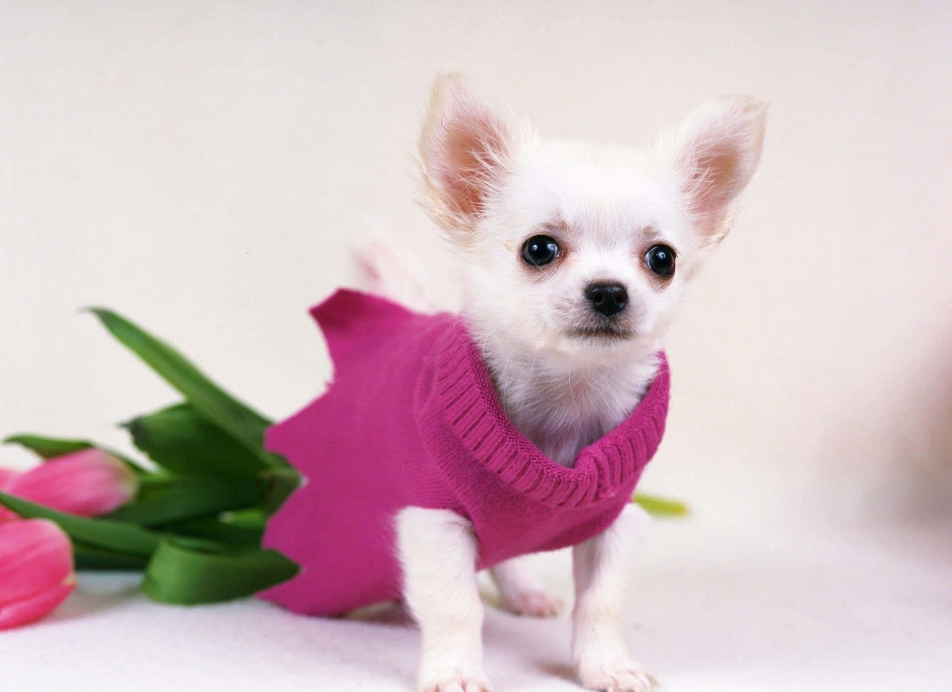 Chihuahua 桌布 壁紙 — 一隻穿著亮粉紅色毛衣的白色吉娃娃小狗站在粉紅色鬱金香旁邊，背景是柔和的白色。