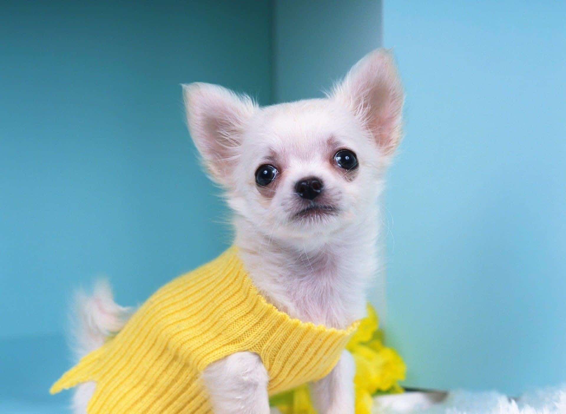 Chihuahua Dog 桌布 壁紙 — 一隻穿著亮黃色毛衣的白色吉娃娃小狗，在柔和的青綠色背景下，用大大的黑眼睛向上看。
