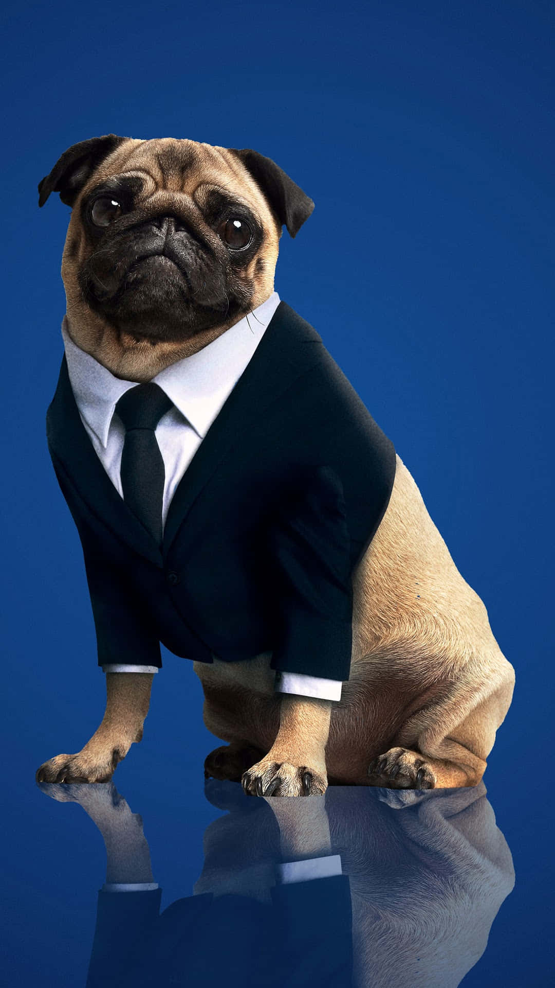 Pug 桌布 壁紙 — 一隻穿著俐落黑色西裝和領帶的哈巴狗，威嚴地坐在反射表面上，背景為純藍色。