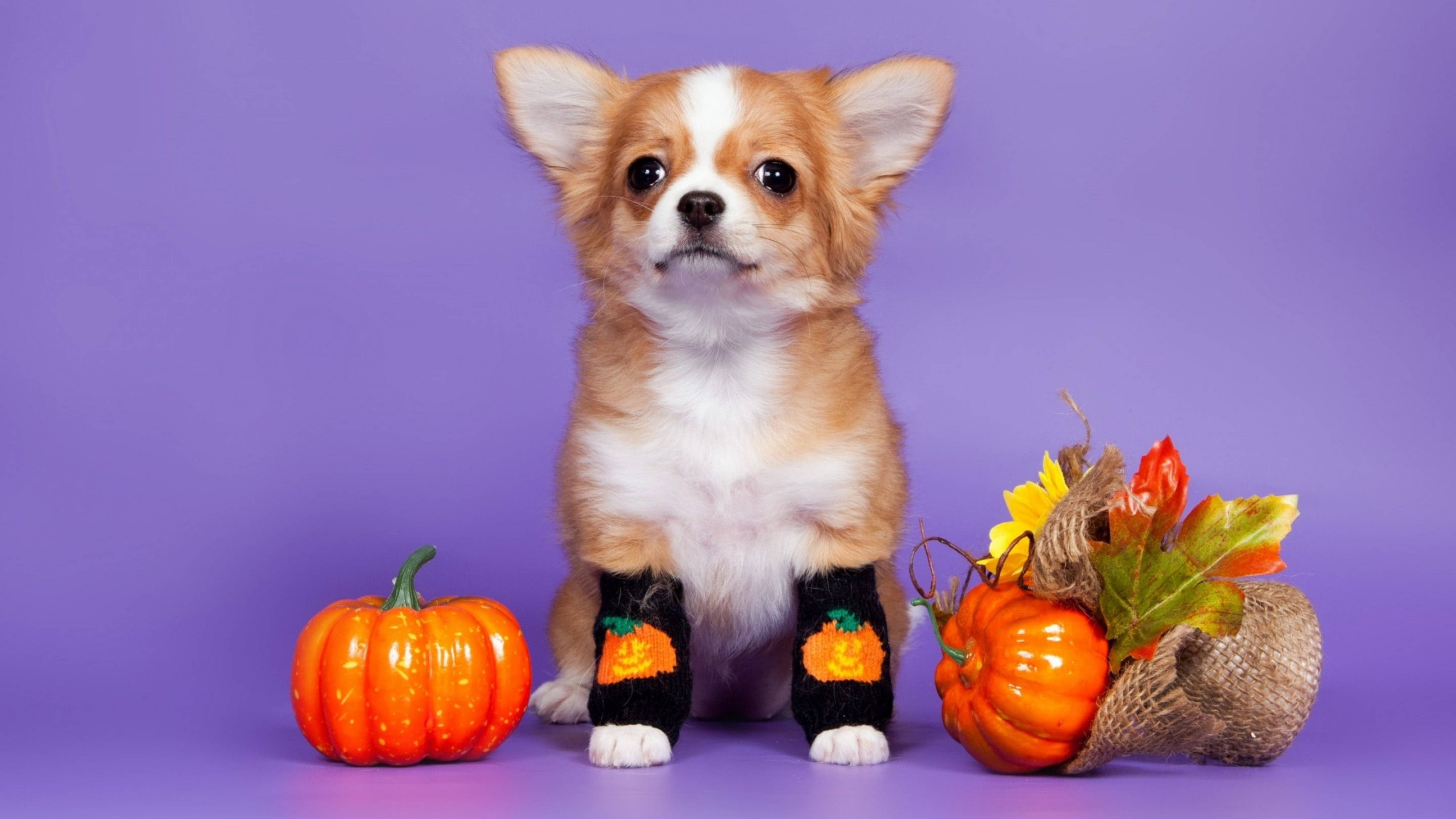 Cute Halloween Desktop 桌布 壁紙 — 一隻穿著南瓜主題襪子的小吉娃娃幼犬坐在橙色南瓜和秋葉旁邊，背景為紫色。