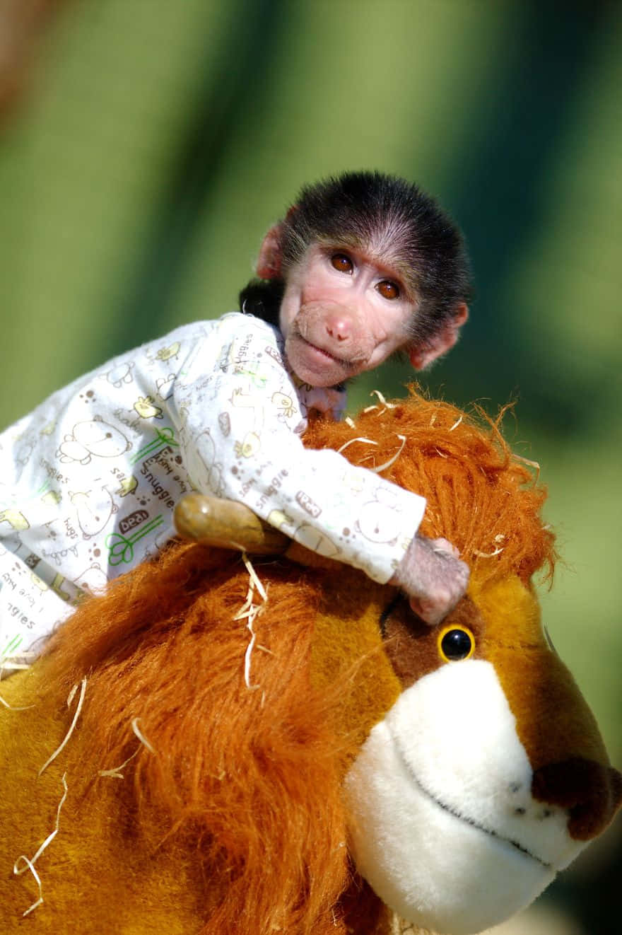 Baby Monkey 桌布 壁紙 — 一隻穿著圖案睡衣的小猴子坐在毛絨獅子玩具上，背景是柔和的綠色。