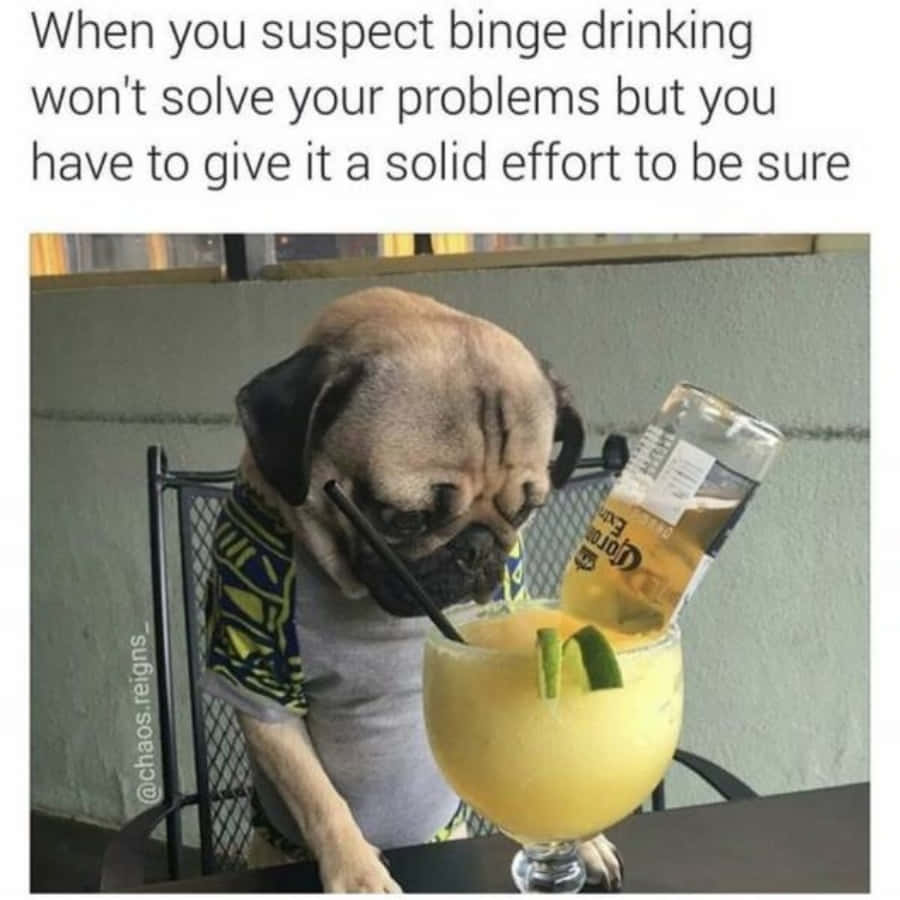 Memes Pics Funny 桌布 壁紙 — 一隻穿著圖案襯衫的巴哥犬俯身靠近一個有萊姆角和吸管的瑪格麗特杯，旁邊放著一瓶龍舌蘭酒。