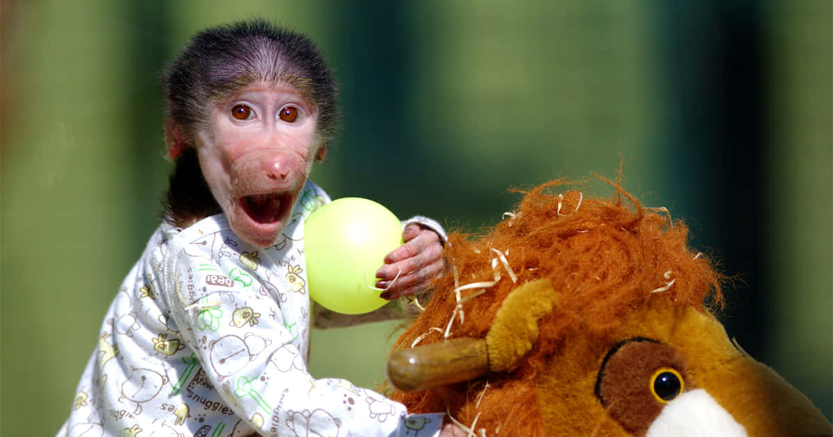Baby Monkey 桌布 壁紙 — 一隻穿著圖案連身衣的嬰兒猴子，拿著黃色氣球，從獅子毛絨玩具後面探出頭來。