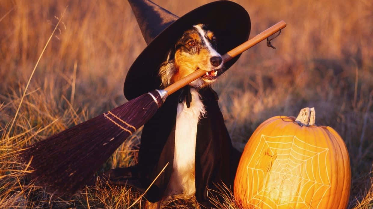 Halloween Pet Costumes 桌布 壁紙 — 一隻穿著女巫服裝、帶著掃帚和斗篷的狗，坐在金色秋草中一個雕刻南瓜旁邊。