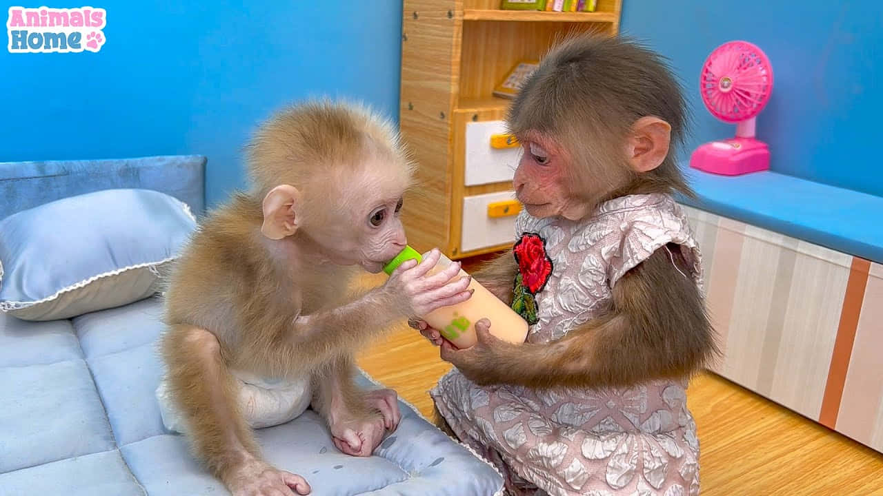 Baby Monkey 桌布 壁紙 — 一隻穿著尿布的嬰兒猴子正在喝由一隻穿著花卉洋裝的成年猴子在室內拿著的奶瓶。