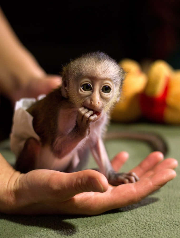 Baby Monkey 桌布 壁紙 — 一隻穿著尿布的小猴子寶寶平靜地坐在人類手中，用好奇的大眼睛咀嚼手指。