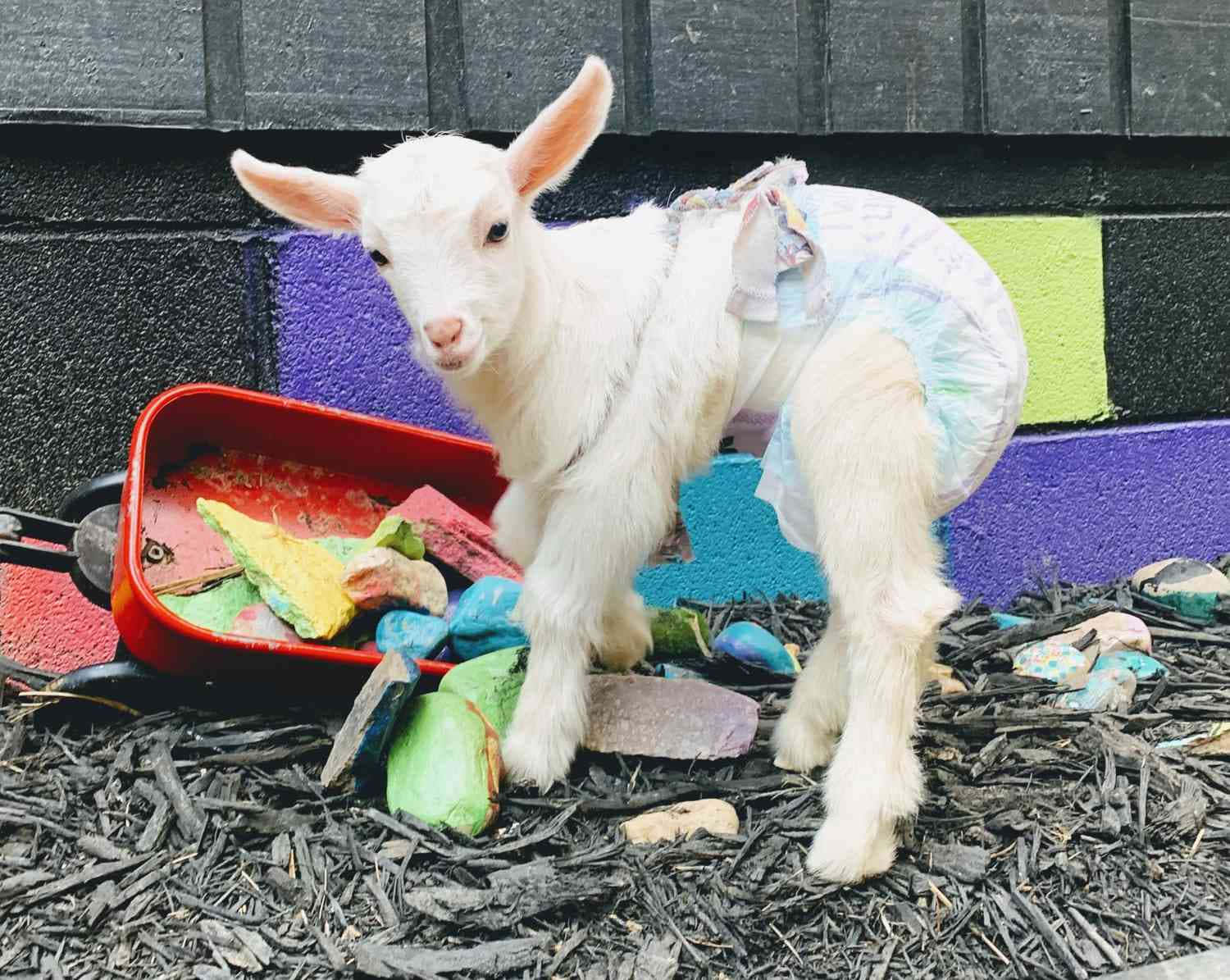 動物 桌布 壁紙 — 一隻穿著尿布的小白羊站在一個裝滿彩色粉筆的紅色工具箱旁邊，地面覆蓋著覆蓋物。