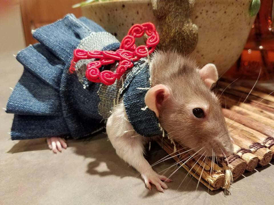 Rat 桌布 壁紙 — 一隻穿著帶有紅色刺繡牛仔裙的小棕色老鼠在室內嗅著竹蓆。