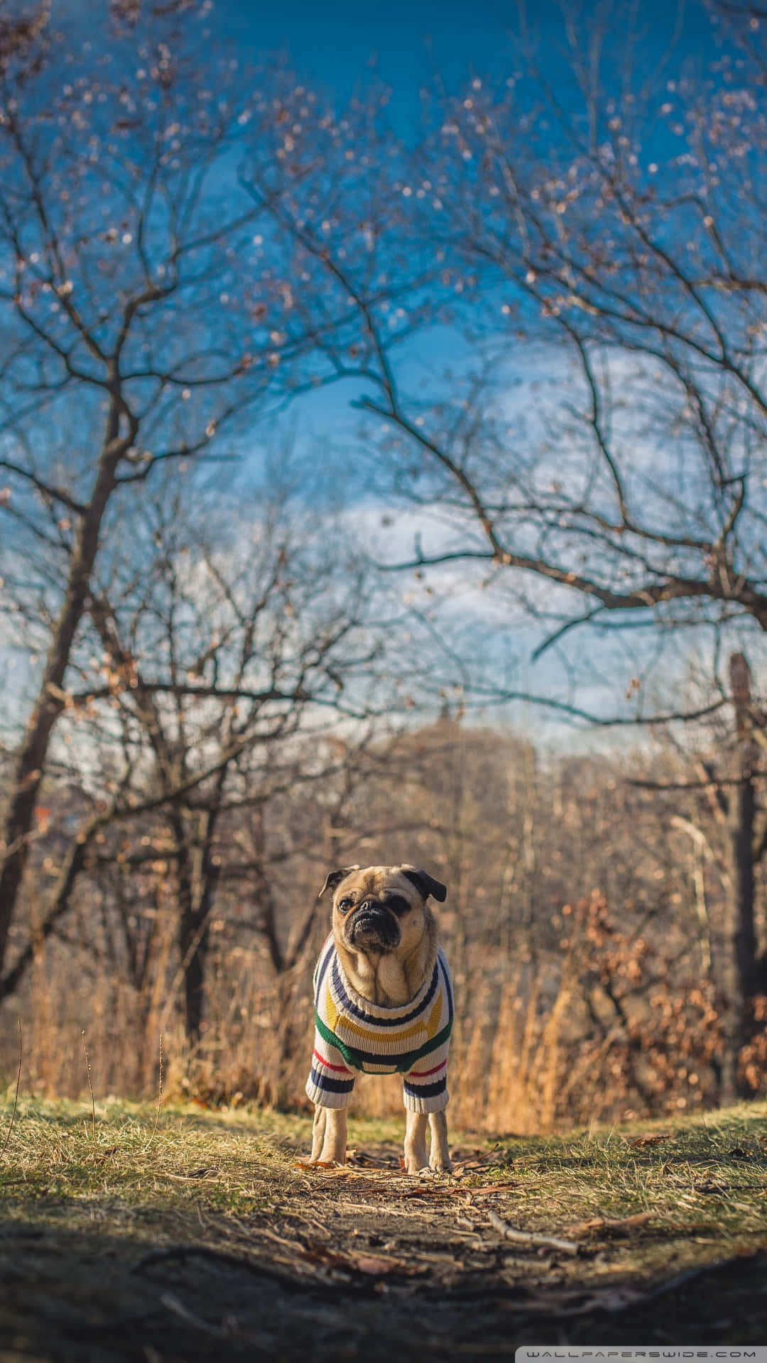 Pug 桌布 壁紙 — 一隻穿著彩色條紋毛衣的哈巴狗站在草地上，背景是光禿禿的樹木和明亮的藍天。