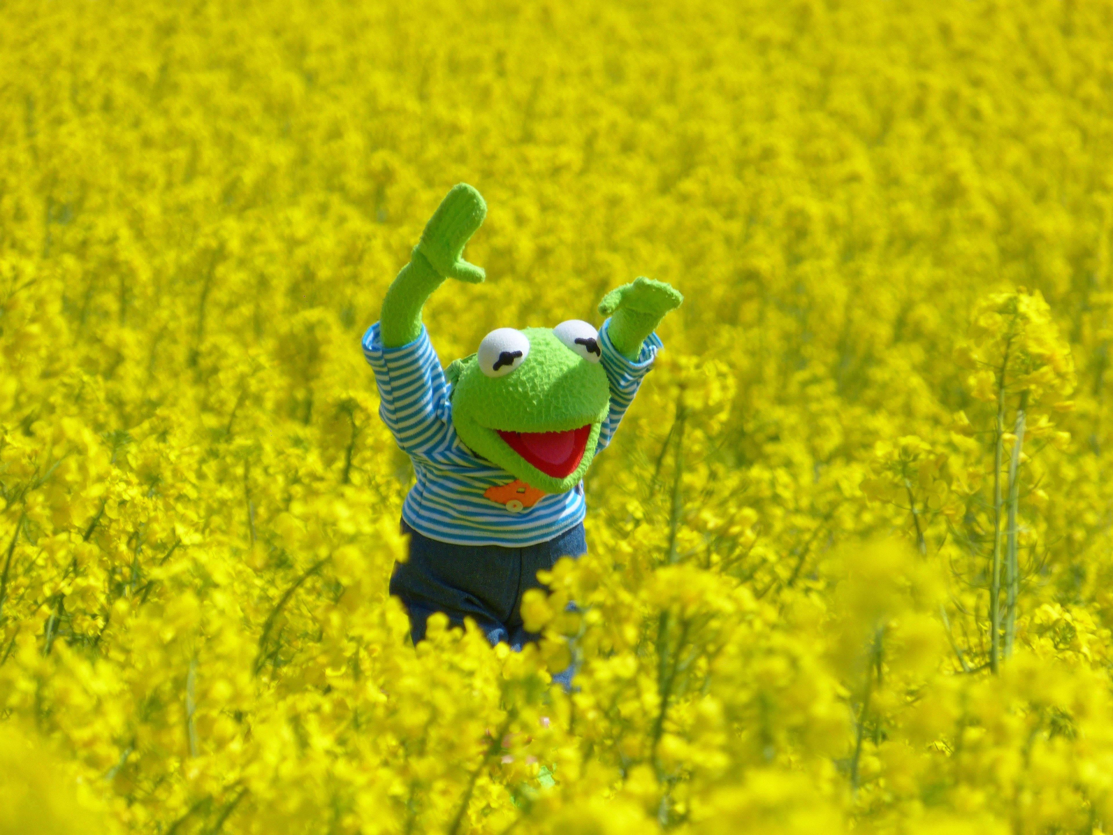 kermit 桌布 壁紙 — 一隻穿著條紋襯衫的快樂綠色青蛙木偶，在充滿活力的黃色油菜花田中高興地舉起雙臂。