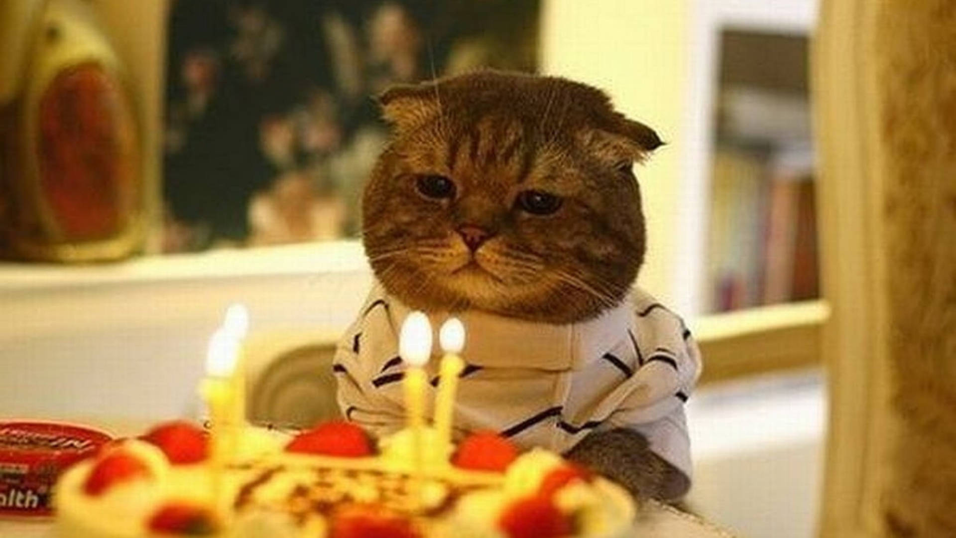 birthday cat 桌布 壁紙 — 一隻穿著條紋襯衫的脾氣暴躁虎斑貓，莊嚴地凝視著一個插著點燃蠟燭的生日蛋糕。