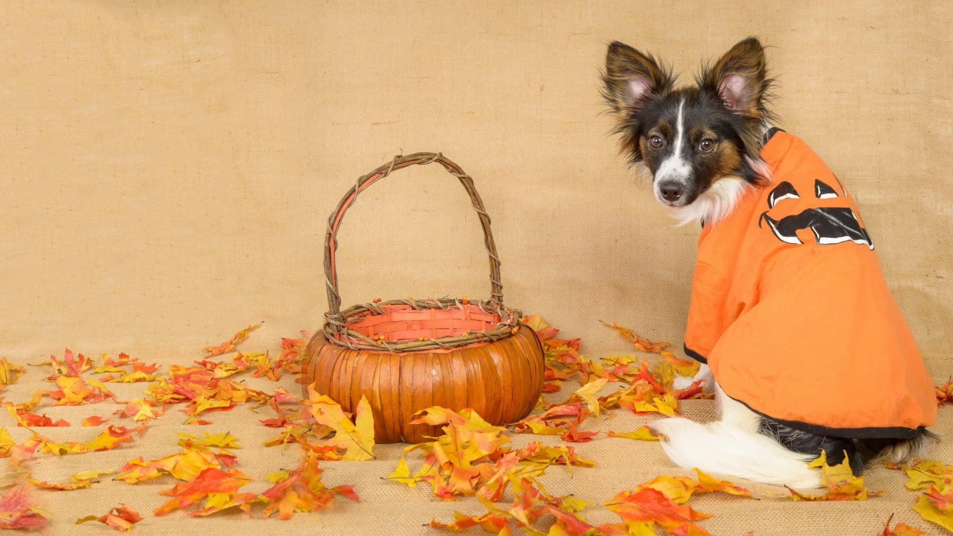 Halloween Pet Costumes 桌布 壁紙 — 一隻穿著橙色南瓜服裝的邊境牧羊犬坐在一個藤籃旁邊，周圍散落著秋天的落葉。