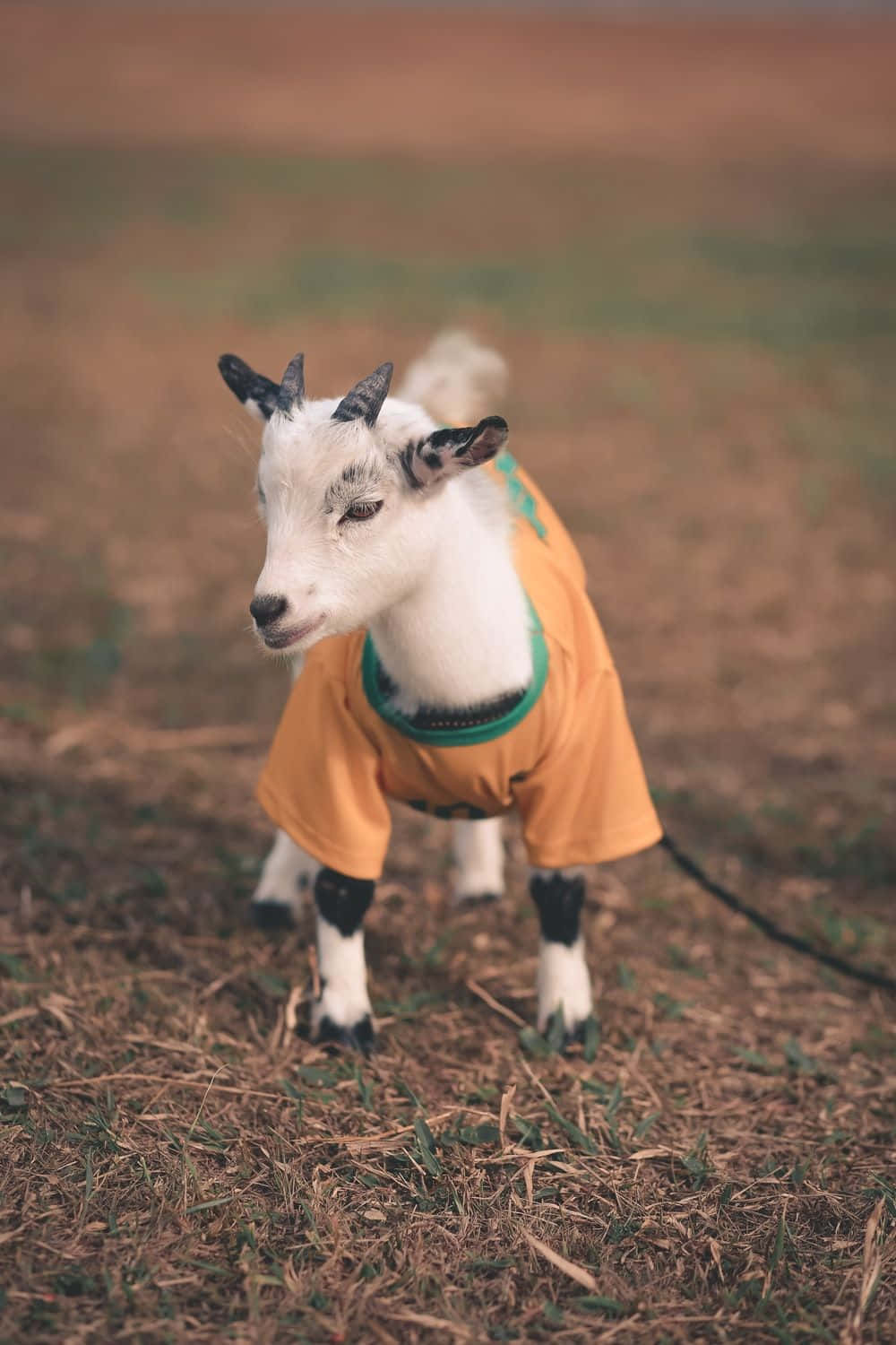 Goat 桌布 壁紙 — 一隻穿著橙色襯衫的小山羊站在乾草上，好奇地看著相機。