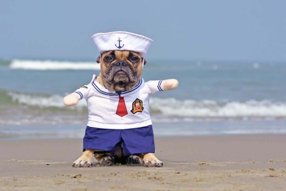 搞笑 桌布 壁紙 — 一隻穿著水手服的鬥牛犬在沙灘上擺姿勢，背景是海浪。