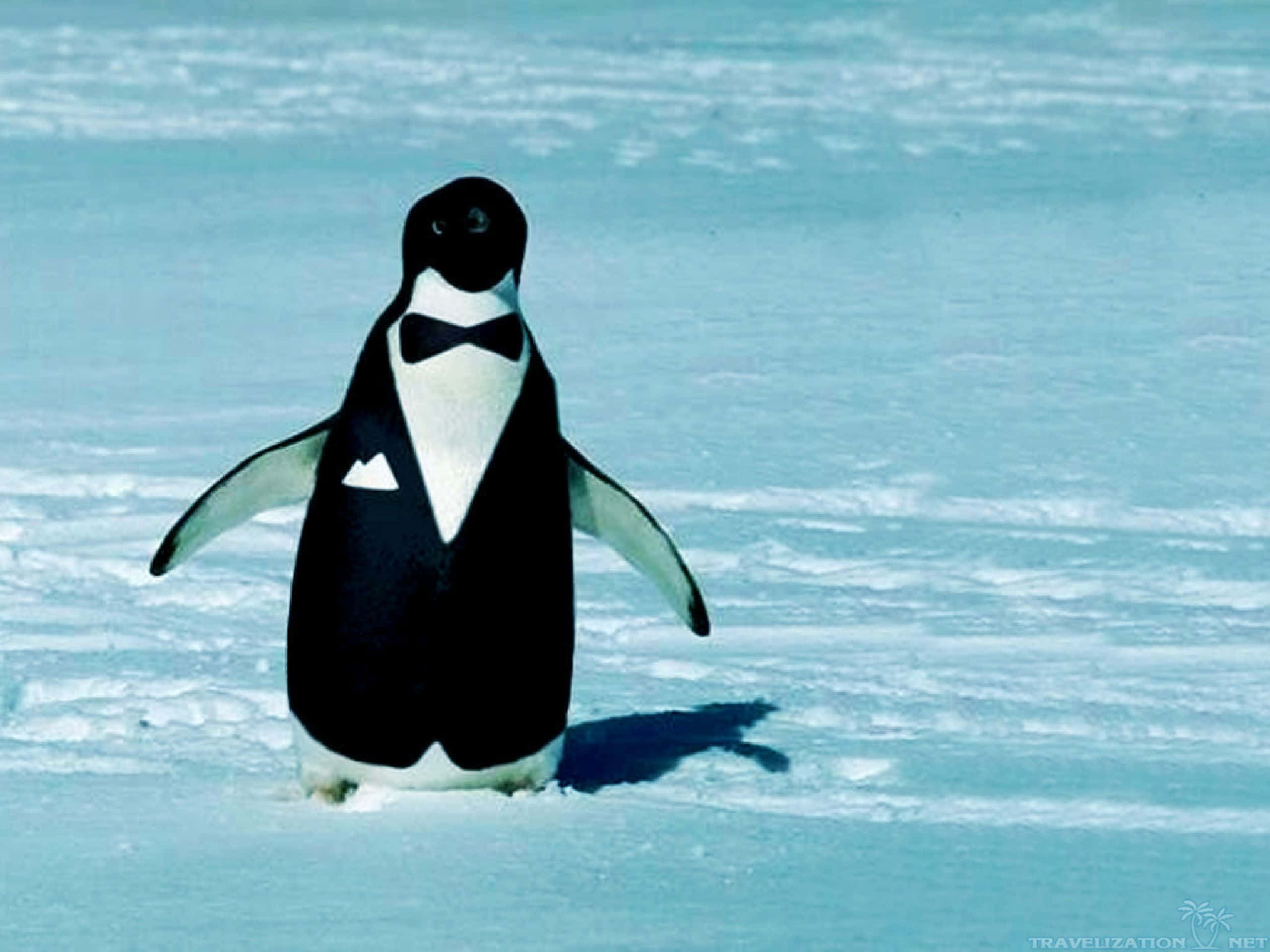 Penguin Funny 桌布 壁紙 — 一隻穿著燕尾服的企鵝，戴著蝴蝶結和口袋方巾，直立在雪冰上。