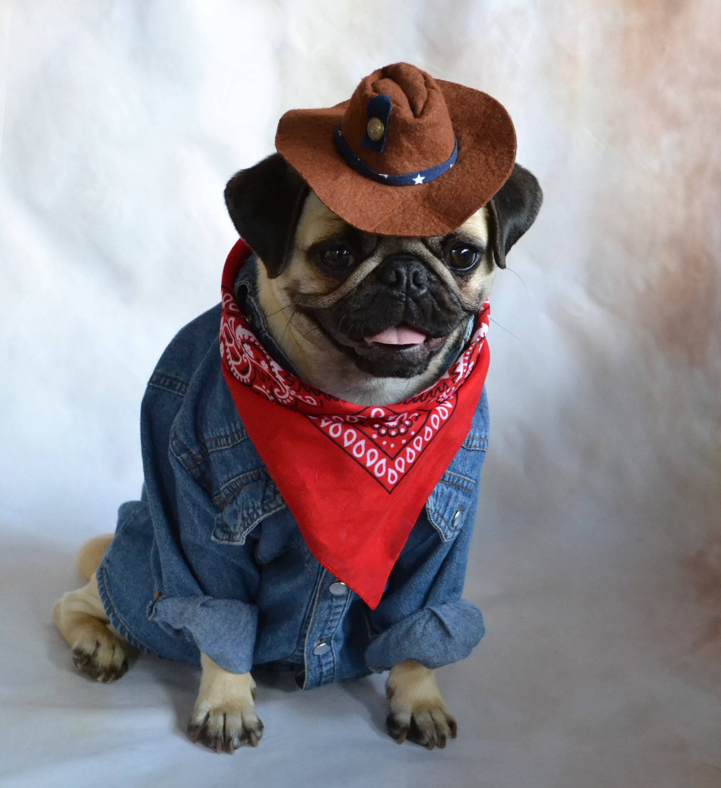 Pug 桌布 壁紙 — 一隻穿著牛仔外套和紅色頭巾的巴哥犬戴著棕色牛仔帽坐在柔和的白色背景前。