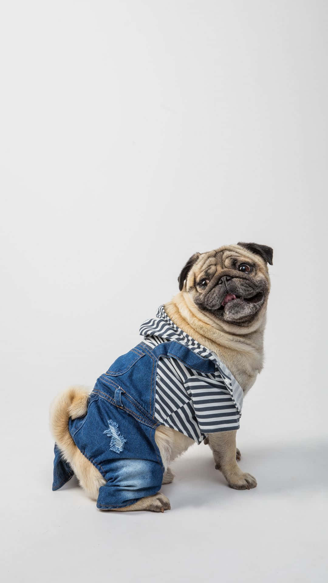 Pug 桌布 壁紙 — 一隻穿著牛仔工人褲和條紋襯衫的哈巴狗坐在純白色背景前。