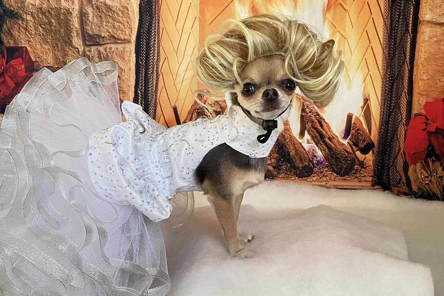 Chihuahua 桌布 壁紙 — 一隻穿著白色亮片連衣裙和金色假髮的吉娃娃站在熊熊燃燒的壁爐前，附近有聖誕紅。