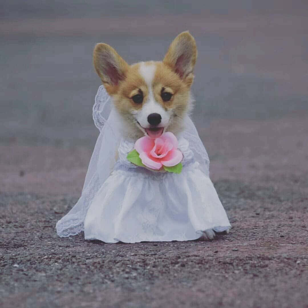 Corgi Funny 桌布 壁紙 — 一隻穿著白色蕾絲婚紗的柯基幼犬坐在碎石上，拿著一朵粉紅玫瑰。