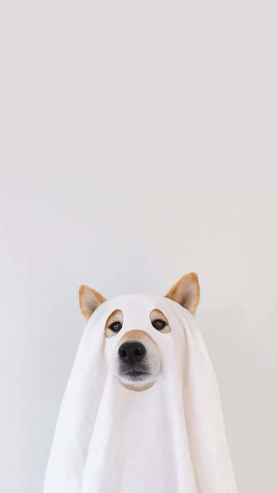 Dog iPhone 桌布 壁紙 — 一隻穿著白色鬼魂服裝的柴犬，在純淺灰色背景下直視鏡頭。