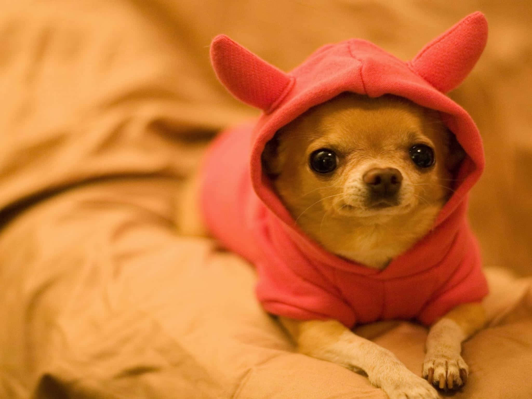 Chihuahua 桌布 壁紙 — 一隻穿著粉紅色惡魔連帽衫的小吉娃娃，在柔軟的米色毯子上休息，睜著大大的好奇眼睛。