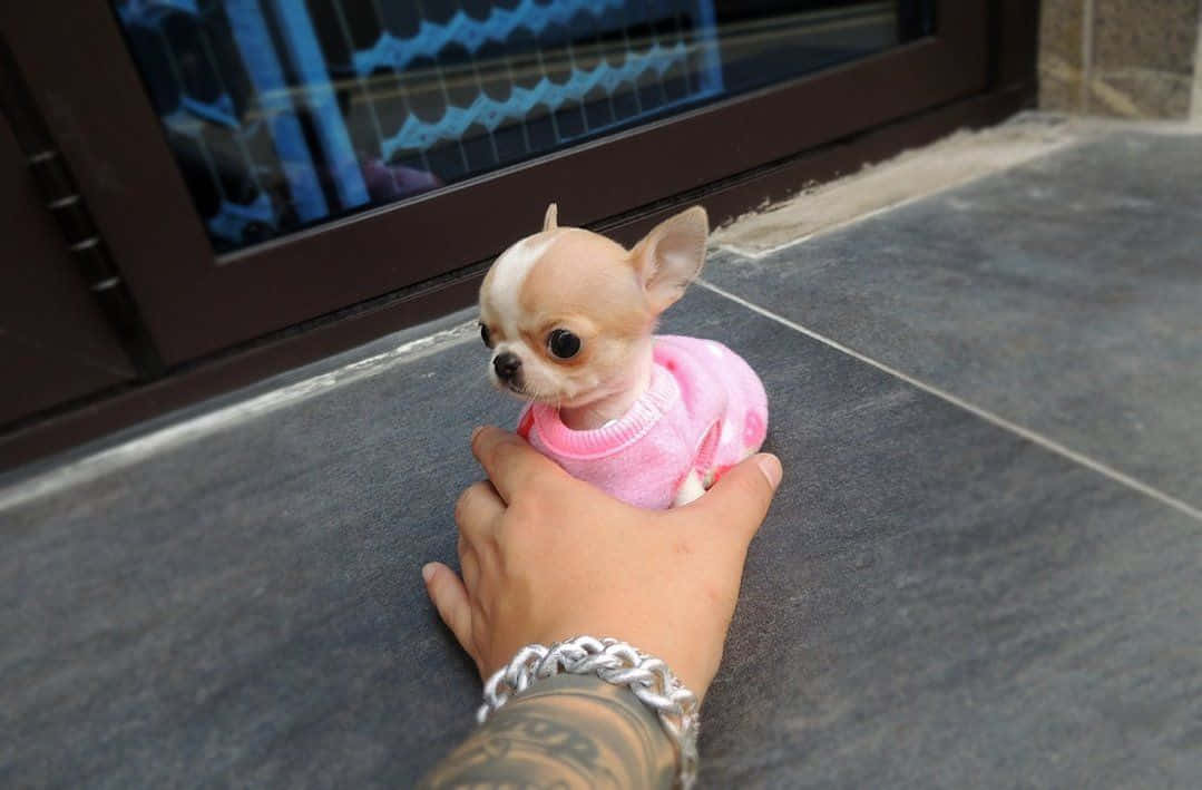 Teacup Chihuahua 桌布 壁紙 — 一隻穿著粉紅色毛衣的小吉娃娃被輕輕抱在一個有刺青的人手中，背景是灰色瓷磚地板。