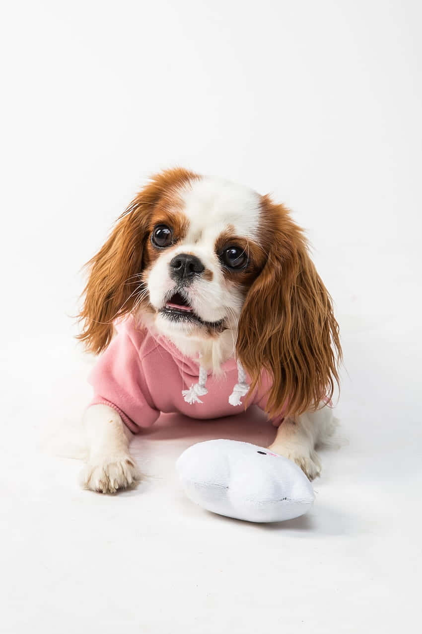 Pink Puppies 桌布 壁紙 — 一隻穿著粉紅色連帽衫的騎士查理王小獵犬躺在白色地板上，旁邊有一個白色的毛絨老鼠玩具。
