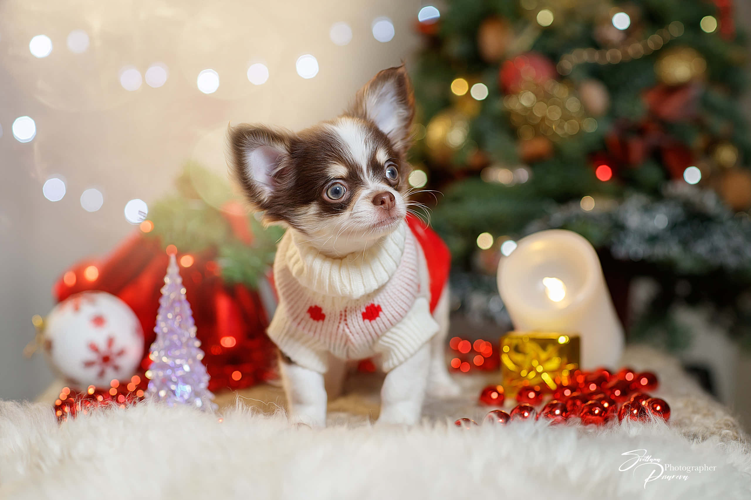 Chihuahua 桌布 壁紙 — 一隻穿著紅白毛衣的小吉娃娃幼犬坐在柔軟的白色毛皮上，周圍環繞著聖誕裝飾和發光的聖誕樹。