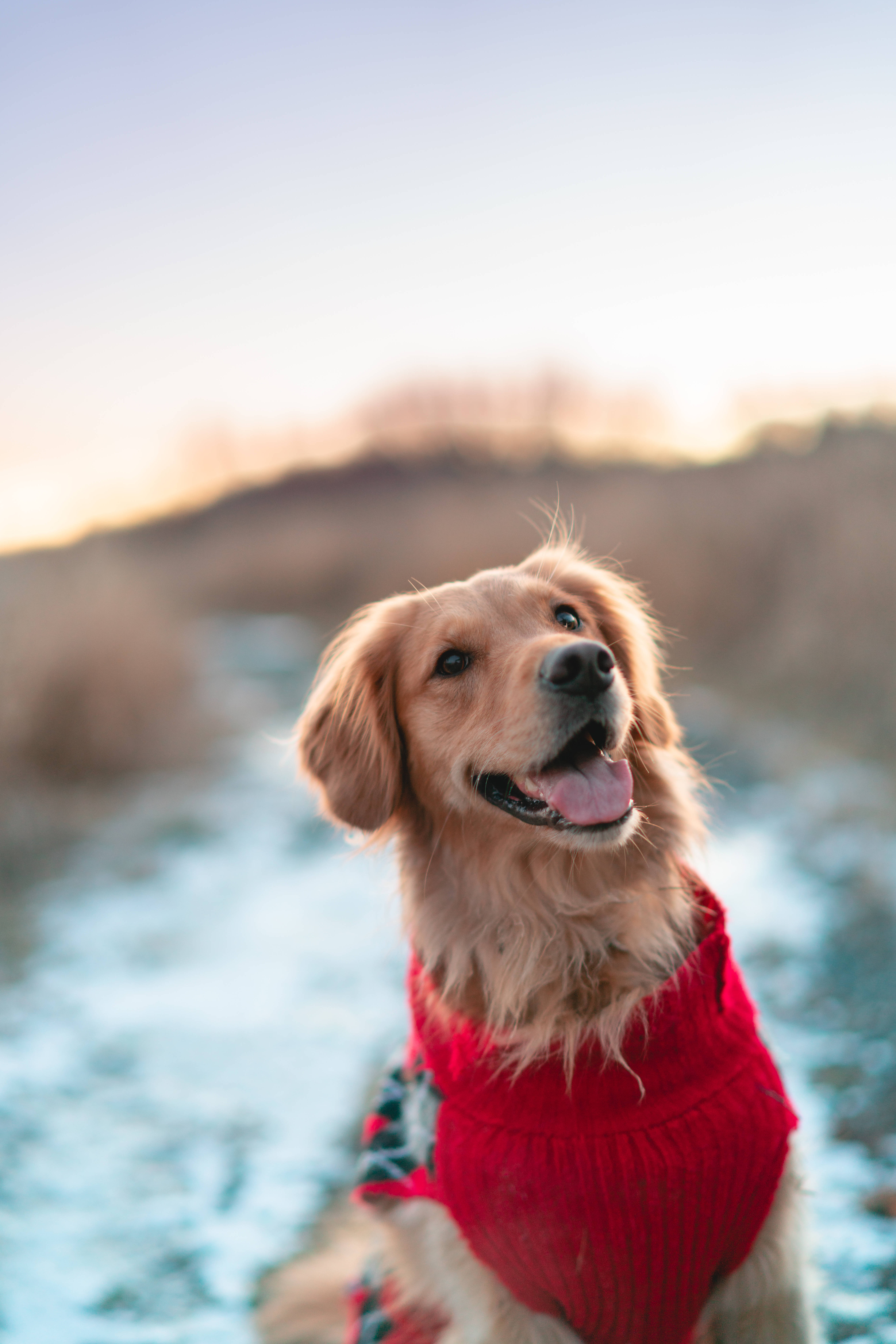 黃金獵犬 桌布 壁紙 — 一隻穿著紅色毛衣的金毛獵犬在雪地上於黃金時刻快樂地微笑。