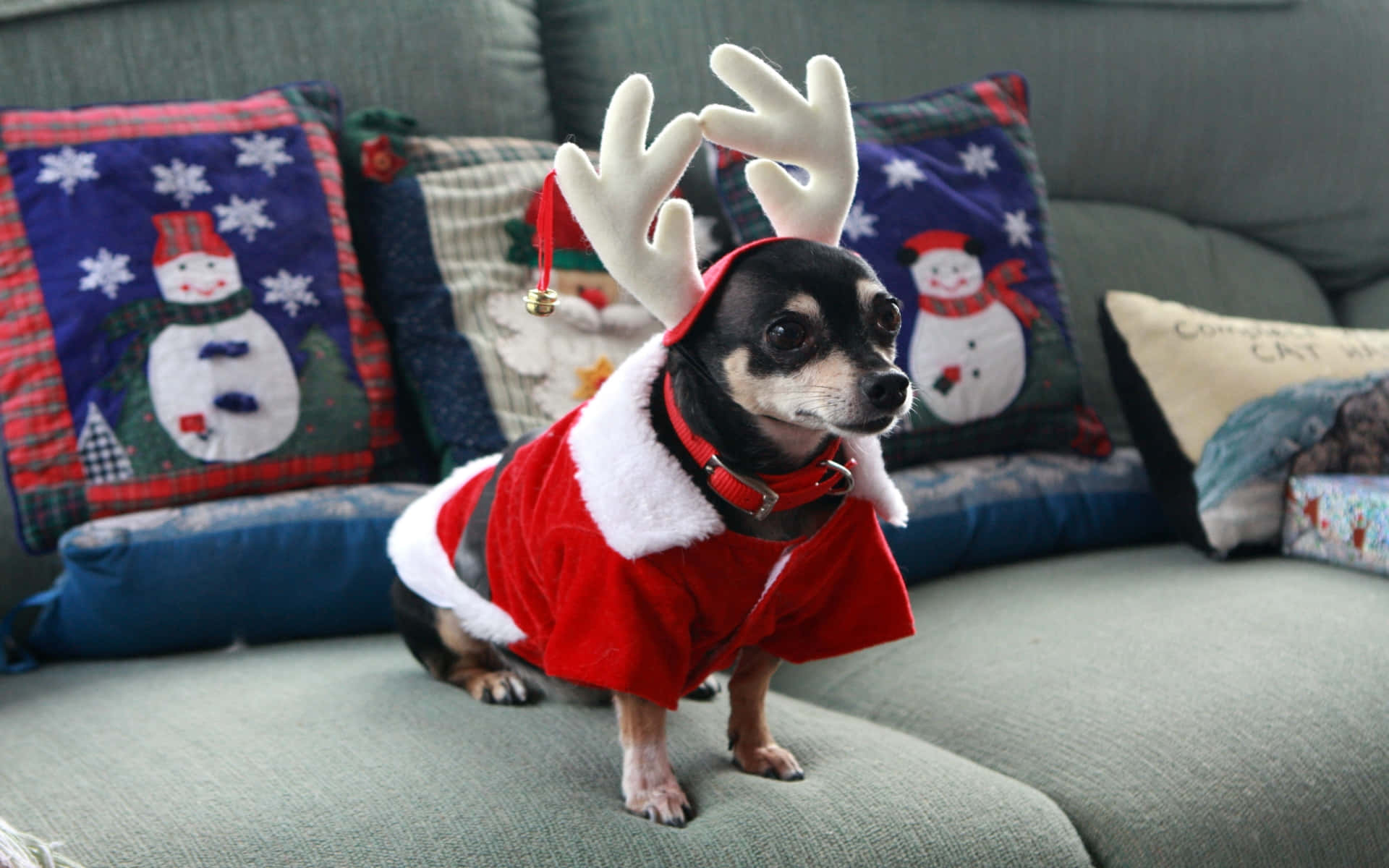 Chihuahua 桌布 壁紙 — 一隻穿著紅色聖誕老人服裝、帶有白色毛邊和馴鹿角的小吉娃娃，專注地坐在綠色沙發上，周圍是節日雪人枕頭。