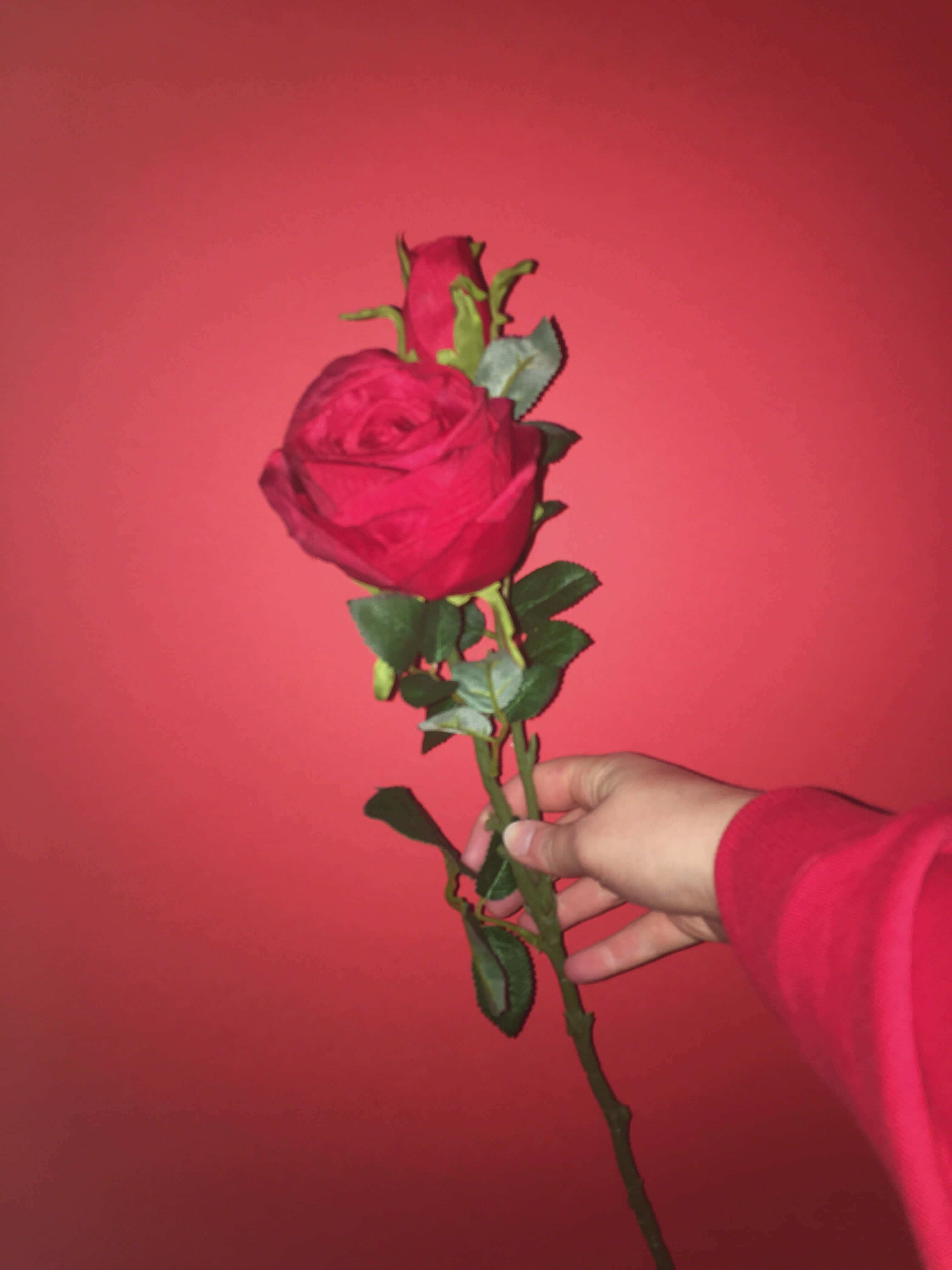 Red Rose Aesthetic 桌布 壁紙 — 一隻穿著紅色袖子的手，輕輕地拿著一朵鮮紅色的玫瑰，背景是純紅色，帶有綠葉。