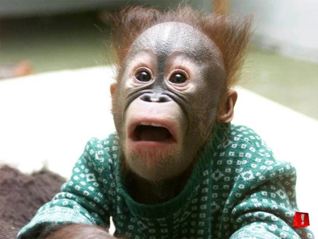 Funny Monkey 桌布 壁紙 — 一隻穿著綠色圖案毛衣的嬰兒猩猩，睜大眼睛、張開嘴巴，看起來很驚訝。